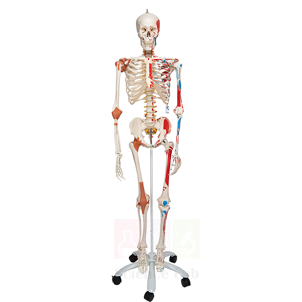 Human Muscular and Ligamentous Skeleton